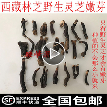 The buds of pure wild Ganoderma lucidum in Tibet were picked up by the villagers when they went up the mountain to see the fragrance.