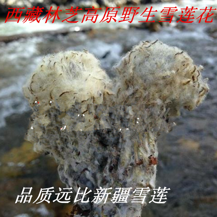 250g Tibet wild snow lotus flower Snow lotus Nyingchi unique and Xinjiang snow lotus slightly different taste very fragrant