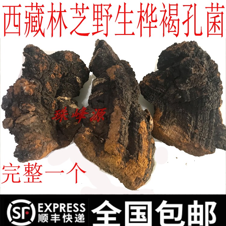 Tibet Rinzhi Wild Centuries-old Birch Brown Pore Fungus White Birch only this one complete can be made to decorate