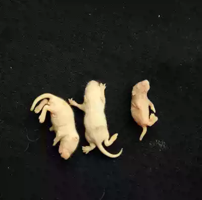 Frozen suckling rat Big White Frost 100 175 Shunfeng pet turtle cat lizard horned frog