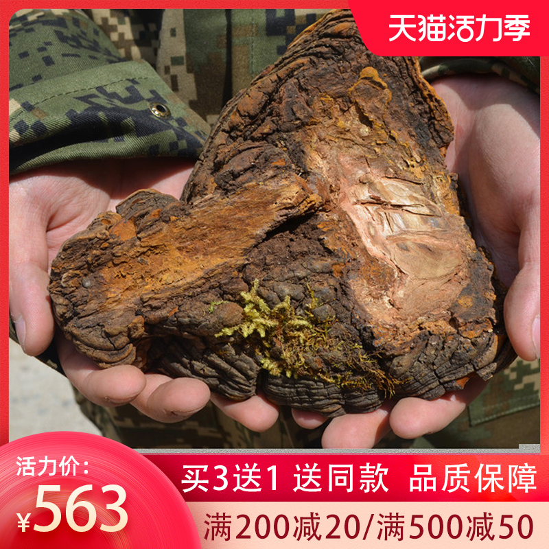 Royal blue Mulberry yellow Ganoderma lucidum Tibet wild pruned mulberry tree Mulberry yellow hole bacteria deep mountain growth Nyingchi diced 250g