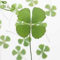 Leaflet series specimen four-leaf clover money grass pine coniferous embossed dried flower diy material Mobile phone shell Crystal epoxy