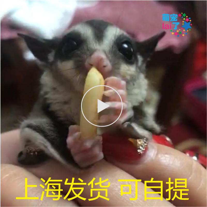 Honey bag ferret live net red pet dense kangaroo heteropet flying mouse pups