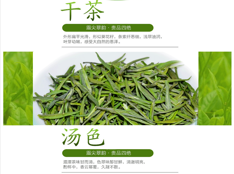 2015春茶阳春白雪贵州茶叶 湄潭翠芽 雀舌茶叶特级礼品盒高山绿茶