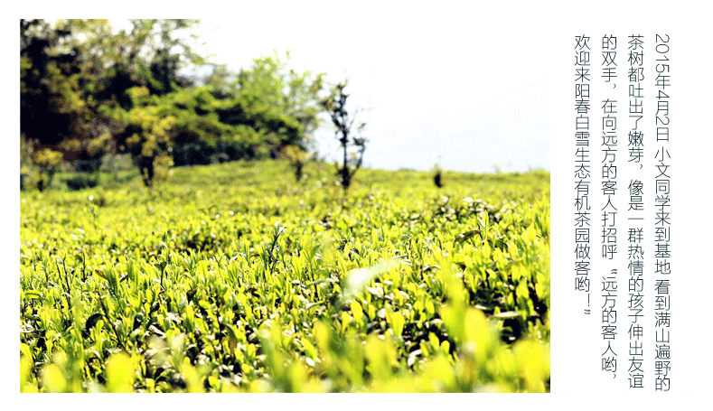 2015阳春白雪茶叶 贵州茶叶 湄潭翠芽一级 雀舌茶叶 绿茶茶叶袋装