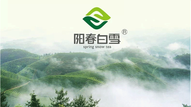 2015春茶阳春白雪贵州茶叶 湄潭翠芽 雀舌茶叶特级礼品盒高山绿茶