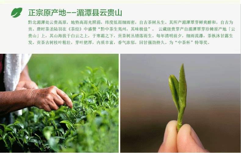 2015阳春白雪茶叶套餐礼品盒湄潭翠芽遵义红雀舌茶叶红茶送礼套装