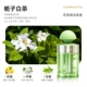 【Gardenia Белый чай】 Цветочный чай ◆ 365 дней длительного аромата ◆ Очистить весь дом ◆ Удалить альдегиды и удалить запах