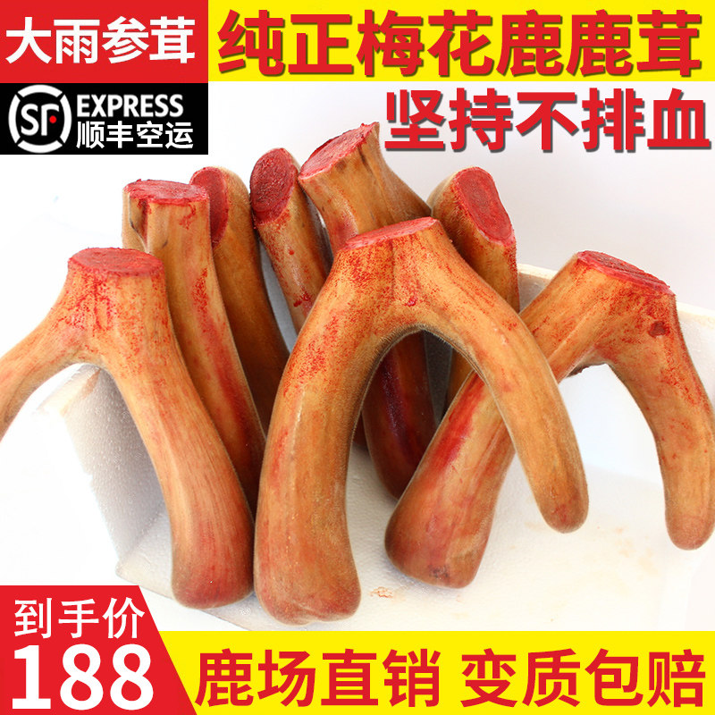 Fresh antler whole branch blood sheet Jilin Meihua deer antler whole root fresh with blood antler slice of wine medicinal herbs