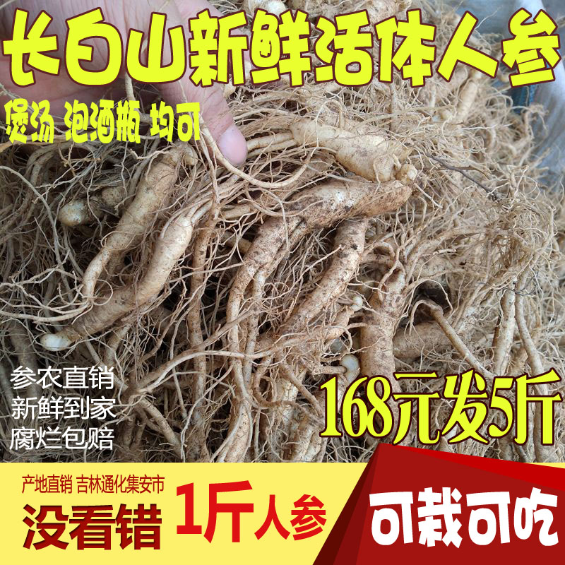 The batch of Changbai Mountain soil fresh little people of the wild mountain ginseng Jingyi soup 500 grams of 1 kg