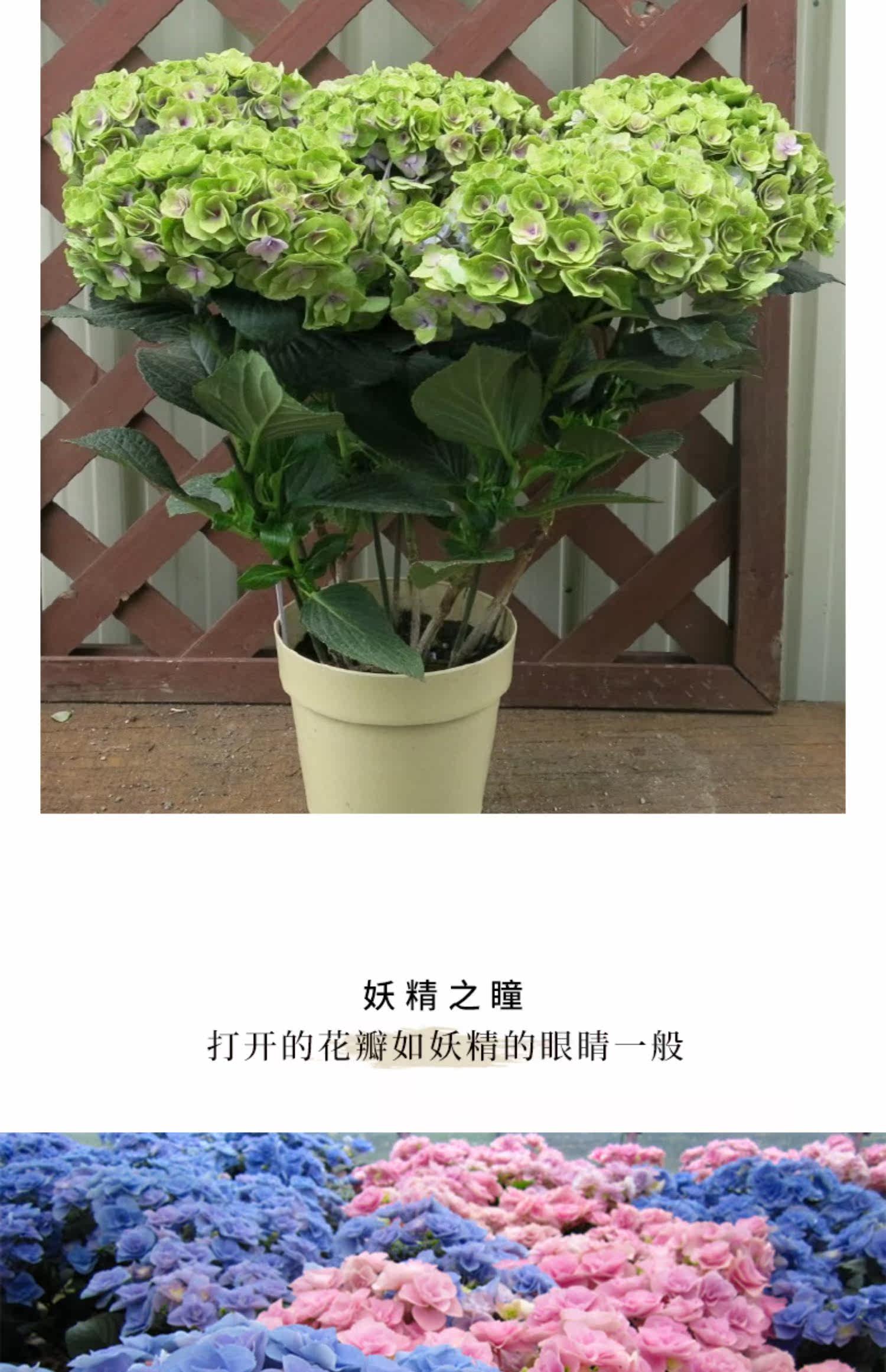 妖精之吻妖精之瞳绣球花盆栽大老桩苗日系品种妖精家族重瓣玫瑰型 虎窝淘