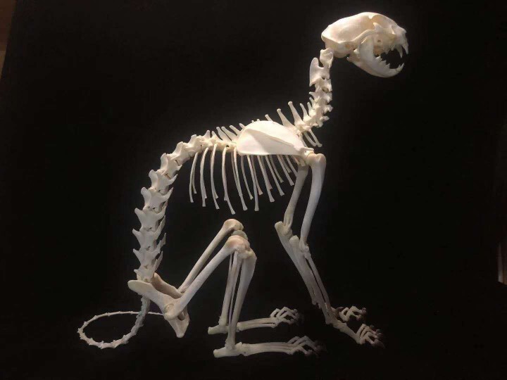 Teaching Equipment, Domestic Cat Skeleton, Shipped Unassembled, Each Part Is Packaged and Labeled Separately