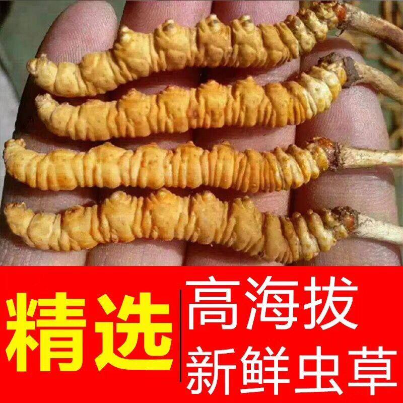 2022 Fresh Cordyceps sinensis Qinghai Yushu Fresh Cordyceps 0 6g 1 root 10 root