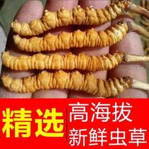 2021 fresh Cordyceps sinensis Qinghai Yushu fresh Cordyceps 0 6G 1 root 10 roots