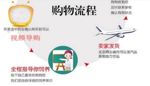 Mèo xanh thuần chủng dần dần Mỹ lông ngắn màu xanh và vàng trắng Gila gấp tai bù nhìn mèo nhỏ sống mèo cưng - Cat / Dog Medical Supplies Dụng cụ thú y Hà Nội
