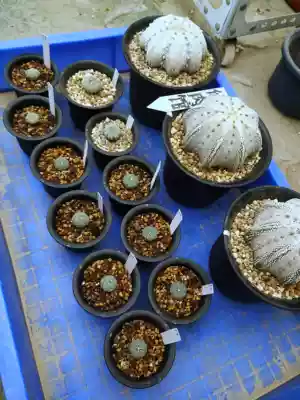 Miracle Pocket Yantian Starfish Miracle Pocket for sale with parents this picture