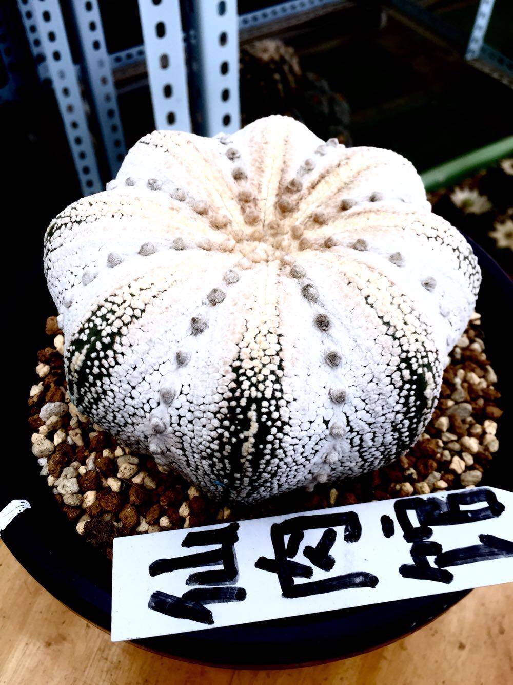 Wonder Pocket Crown Wonder of the Miracle Hood of the Miracle Hood