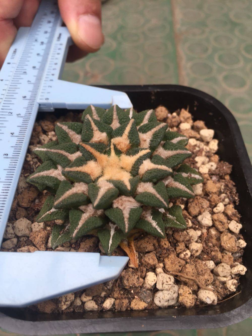 Rock Peony Zhongyong Black Peony One