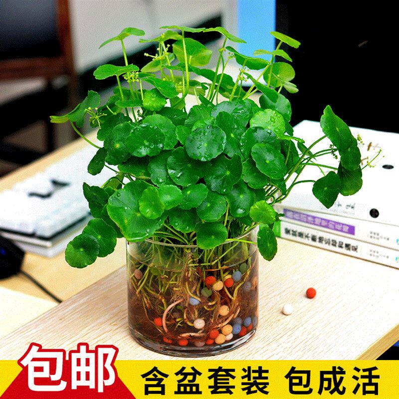 铜钱草室内小盆栽花卉套装小盆景水培植物办公桌美观店长推荐