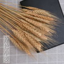  Natural wheat spike dried flowers retro wheat farmhouse pastoral style props original ecological wall background decoration