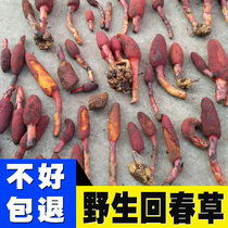 Pure wild rejuvenation grass 500g mens tonic medicinal materials new top Tianzhu grass cistanche soaked in wine tea collected in the mountains