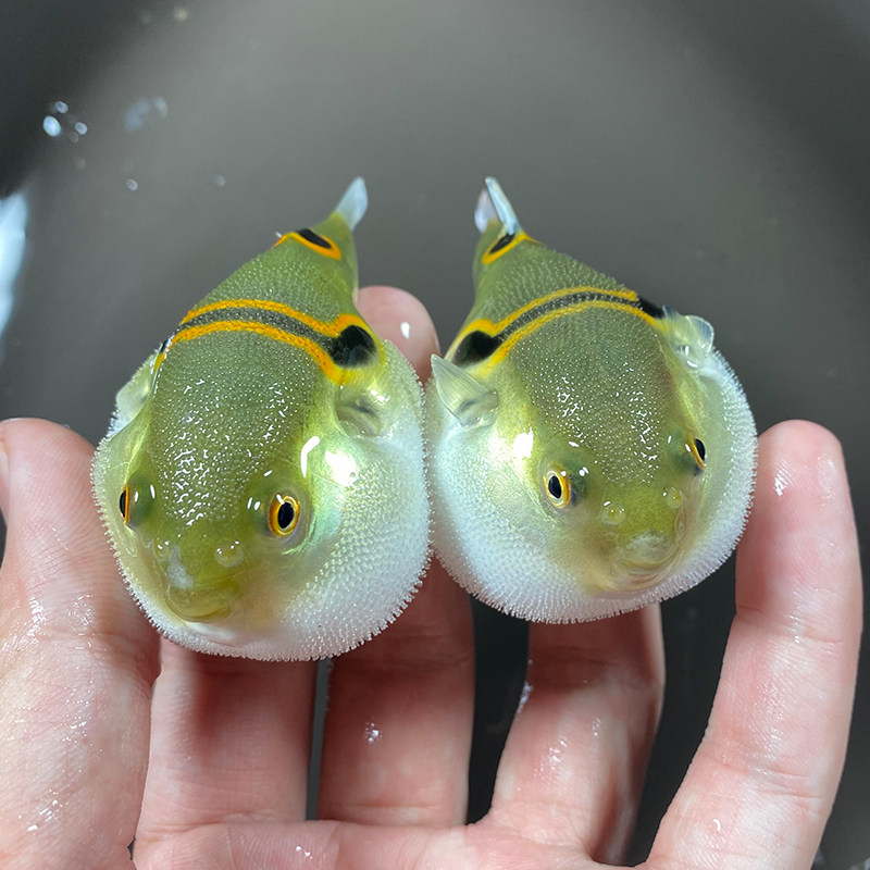 小耳朵水族店