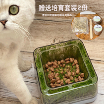 Cat Grass Bowl Kitty Bowl of Cat Food Basin Anti-Cat Food Bowl snacks Bowl Supplies Small Dog Rice Basin Cat Bowls Cat Grass Seed