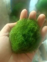 Planting stone skin simulation Moss turf grass powder Moss bonsai plant Moss simulation plant wall View Lawn