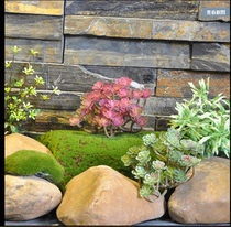 Simulation succulent plant simulation fairy tree plant decorative green plant for decorative green plant simulation moss lawn plant