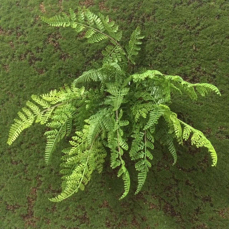 Persian Grass Green Simulation Plant Goldfish Grass Fern Leaf Emulation Flower Fake Flower Emulation Green Plant Engineering Renovation