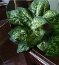 Simulation of green plants Simulation of red core water taro plant wall engineering decorative plants