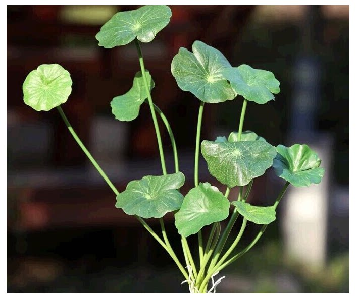 Simulation plant hand feel lotus leaf belt shall be emulated with small lotus leaf green decoration plant copper-money leaf green moss lawn plant