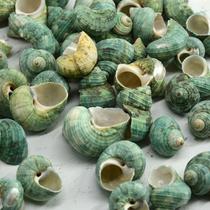 Natural small green snails one pound of conch shells ornaments hermit crab replacement shells custom-made shell crafts green snails