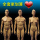 30cm art human musculoskeletal anatomical structure model drawing sketch skull gypsum toy art student