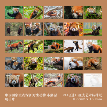 2024 national key protected wild animal red panda postcard set of 24