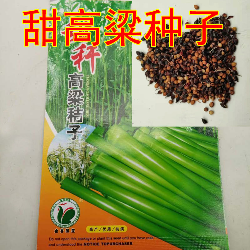 Sweet sorghum seeds seeds spring and autumn northern sweet stalk small sugarcane species sweet miliary sugarcane fruit seeds easy to plant