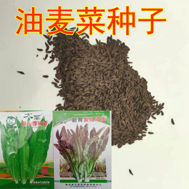 Oil seed seed four seasons of cereal seed seed seed seed canola vegetable canola pot