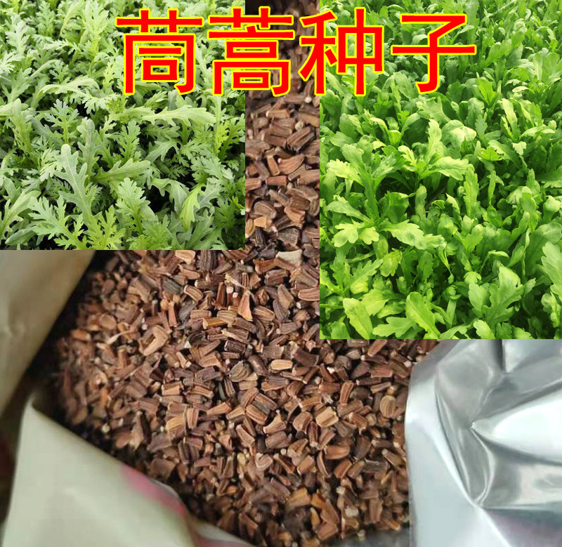 Chrysanthemum Artemisia seed small leaf large leaf large ear Chrysanthemum Seed Rape Seed Rape Seed Rape vegetable seed Yard Terrace Balcony Potted Large Fields