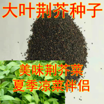  Nepeta seeds Henan big leaf nepeta seeds Nepeta seedlings rapeseed vegetable seeds four seasons sowing nepeta vegetables