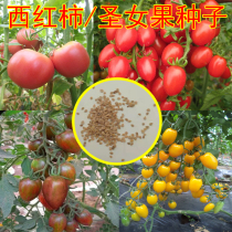  Tomato seeds Tomato red yellow and purple virgin fruit seeds Vegetables rapeseed Courtyard balcony potted plant field