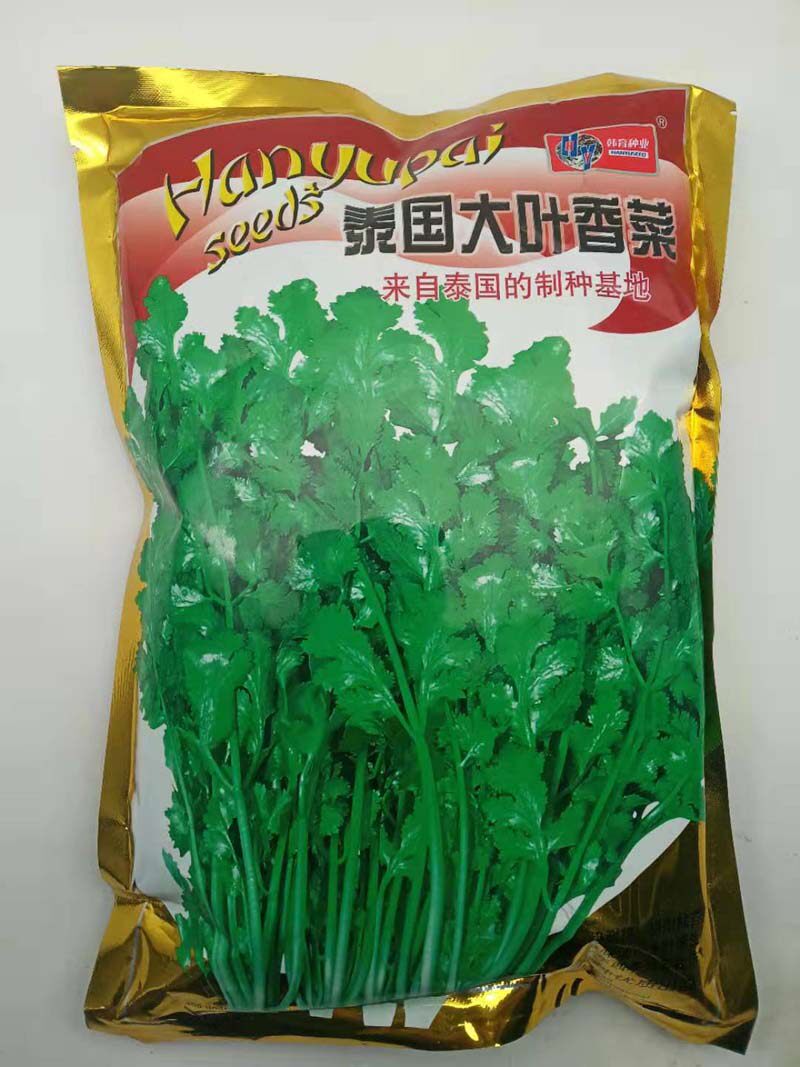 Parsley Seed Thai Large Leaf Parsley Seed Rape Seed Rapeseed Vegetable Yard Balcony Potted Large Field 500 gr Catty