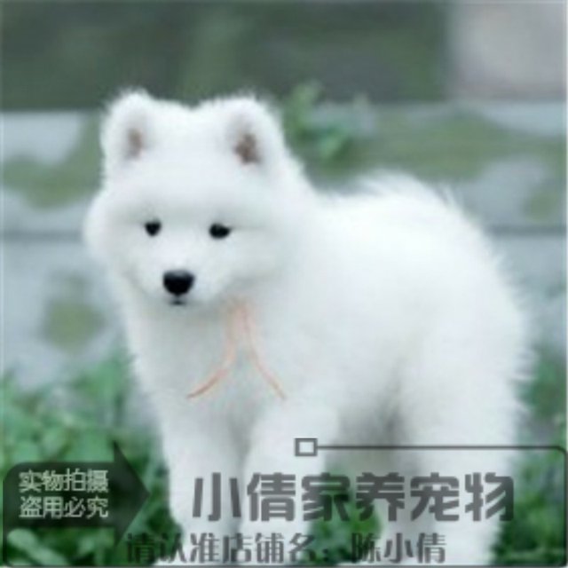 Shanghai entity sells competition-level Samoyed puppies purebred smiling angel Samoyed live pet dog x