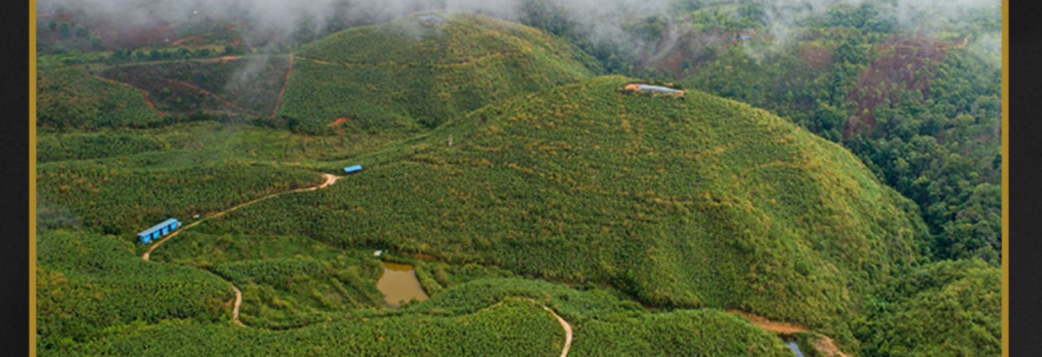 特级古树纯料经典布朗口粮茶