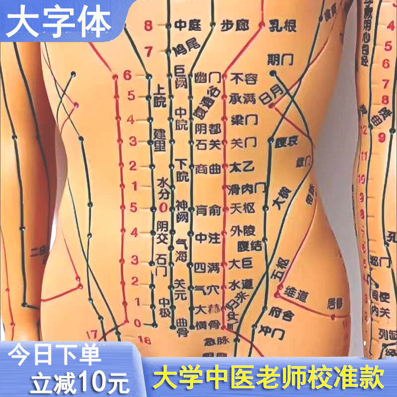 鍼灸のツボ、人体模型、経絡のツボ、模型画像、全身マッサージ、中国伝統医学の12の銅像、鍼灸、小さな革製の像。