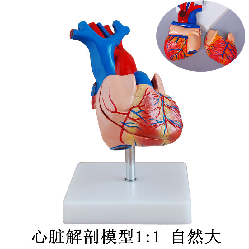 心脏模型人体解剖模型人体器官认识实验室用品玩具幼儿园科学探究