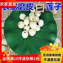 This years new arrival of Bailian is farmers coreless Hunan lotus seeds. Coreless and ground white lotus seeds. Three lotus seeds. 250g for porridge.