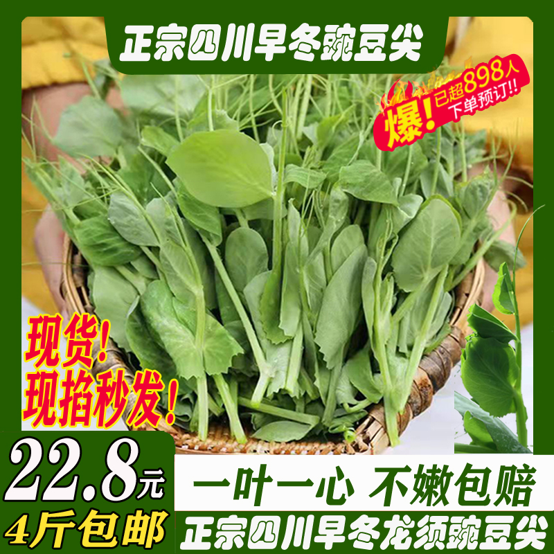 Authentic Sichuan Teryield farmhouse tender fresh pea tip one leaf single-minded as the season now pinch vegetables self-bred longs bean fry-Taobao