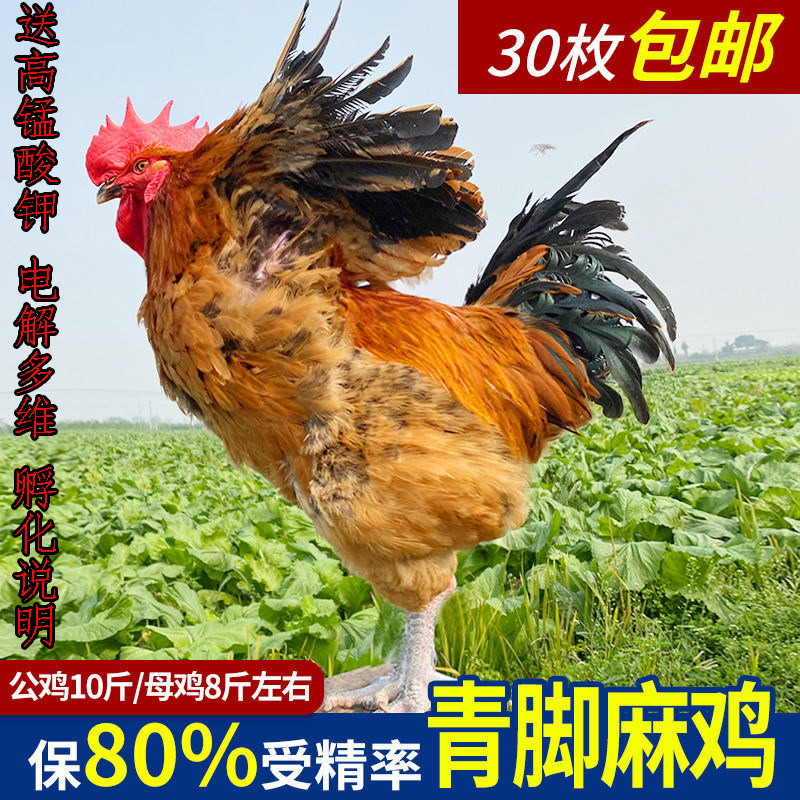福记种蛋