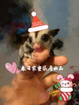 The honey-lared live honey-bangs are all coming to the door.