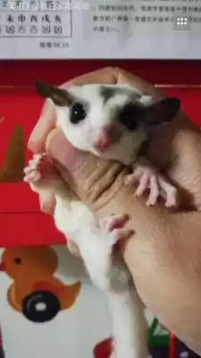 Honey bag glider mosaic male